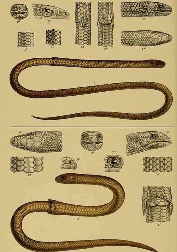Reproducción/Reproduction 29472817471: Natural history of Victoria.. Melbourne,J.Ferres, government printer;1885-90.