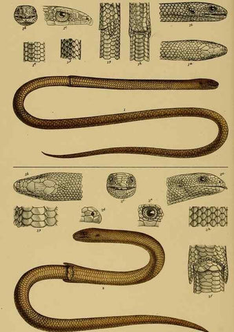 Reproducción/Reproduction 29472817471: Natural history of Victoria.. Melbourne,J.Ferres, government printer;1885-90.