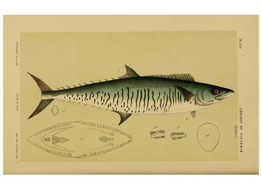 Reproducción/Reproduction 28928049014: Natural history of Victoria.. Melbourne,J.Ferres, government printer;1885-90.