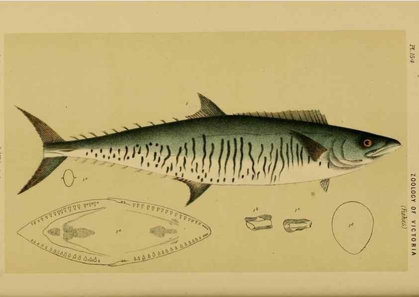 Reproducción/Reproduction 28928049014: Natural history of Victoria.. Melbourne,J.Ferres, government printer;1885-90.