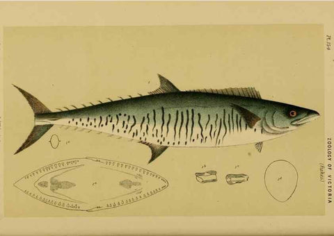 Reproducción/Reproduction 28928049014: Natural history of Victoria.. Melbourne,J.Ferres, government printer;1885-90.