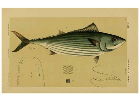 Reproducción/Reproduction 29263319970: Natural history of Victoria.. Melbourne,J.Ferres, government printer;1885-90.