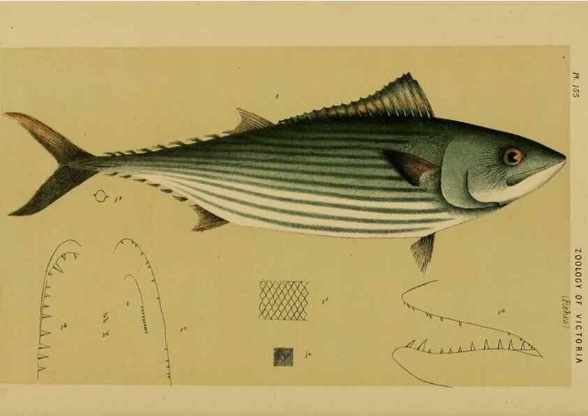 Reproducción/Reproduction 29263319970: Natural history of Victoria.. Melbourne,J.Ferres, government printer;1885-90.