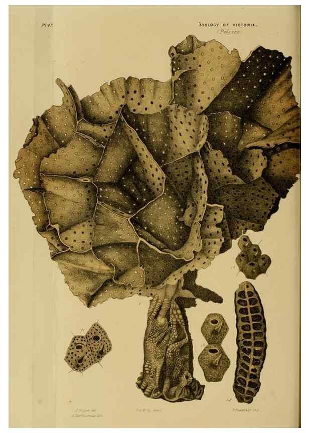 Reproducción/Reproduction 29480220716: Natural history of Victoria.. Melbourne,J.Ferres, government printer;1885-90.