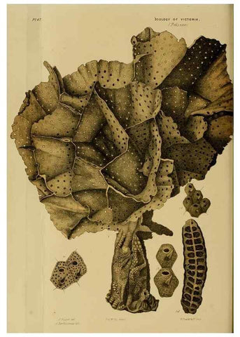 Reproducción/Reproduction 29480220716: Natural history of Victoria.. Melbourne,J.Ferres, government printer;1885-90.