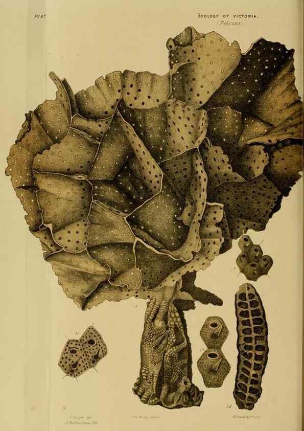 Reproducción/Reproduction 29480220716: Natural history of Victoria.. Melbourne,J.Ferres, government printer;1885-90.