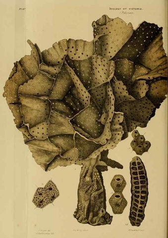 Reproducción/Reproduction 29480220716: Natural history of Victoria.. Melbourne,J.Ferres, government printer;1885-90.