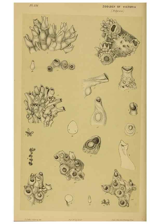 Reproducción/Reproduction 29263322940: Natural history of Victoria.. Melbourne,J.Ferres, government printer;1885-90.