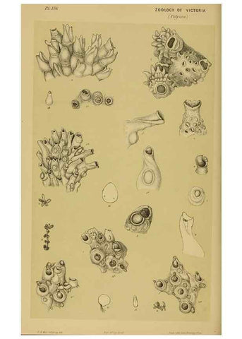Reproducción/Reproduction 29263322940: Natural history of Victoria.. Melbourne,J.Ferres, government printer;1885-90.