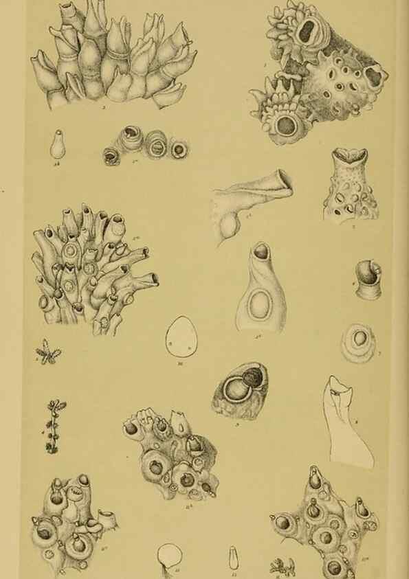 Reproducción/Reproduction 29263322940: Natural history of Victoria.. Melbourne,J.Ferres, government printer;1885-90.