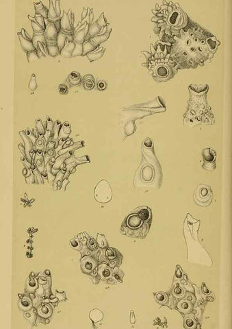 Reproducción/Reproduction 29263322940: Natural history of Victoria.. Melbourne,J.Ferres, government printer;1885-90.