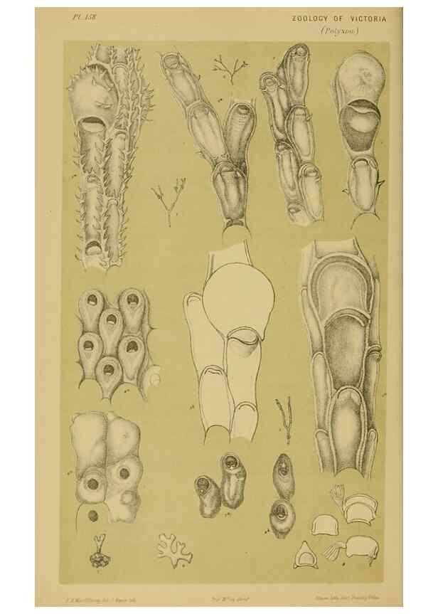 Reproducción/Reproduction 29443860152: Natural history of Victoria.. Melbourne,J.Ferres, government printer;1885-90.