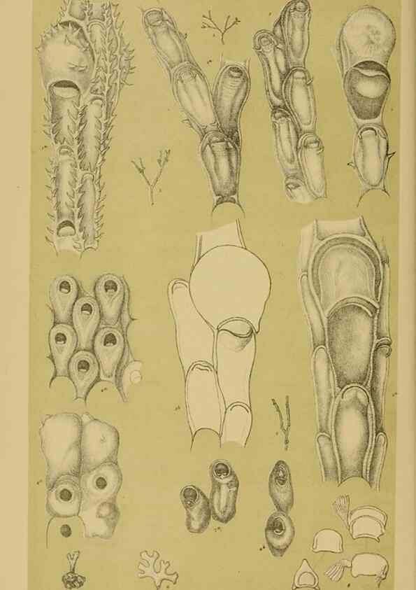 Reproducción/Reproduction 29443860152: Natural history of Victoria.. Melbourne,J.Ferres, government printer;1885-90.