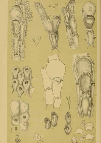 Reproducción/Reproduction 29443860152: Natural history of Victoria.. Melbourne,J.Ferres, government printer;1885-90.