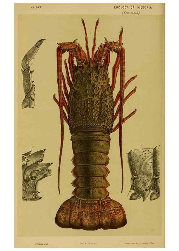 Reproducción/Reproduction 29443863102: Natural history of Victoria.. Melbourne,J.Ferres, government printer;1885-90.