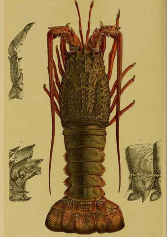 Reproducción/Reproduction 29443863102: Natural history of Victoria.. Melbourne,J.Ferres, government printer;1885-90.