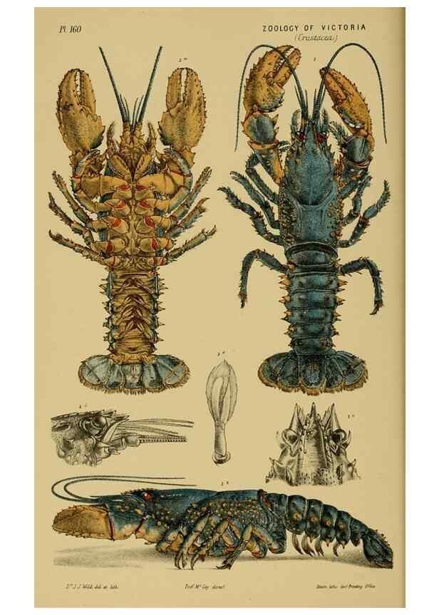 Reproducción/Reproduction 29443867212: Natural history of Victoria.. Melbourne,J.Ferres, government printer;1885-90.
