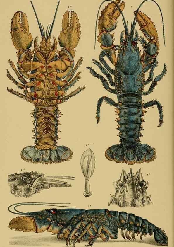 Reproducción/Reproduction 29443867212: Natural history of Victoria.. Melbourne,J.Ferres, government printer;1885-90.