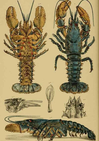 Reproducción/Reproduction 29443867212: Natural history of Victoria.. Melbourne,J.Ferres, government printer;1885-90.