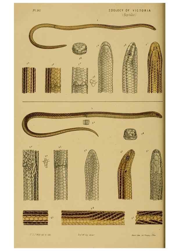 Reproducción/Reproduction 29553317165: Natural history of Victoria.. Melbourne,J.Ferres, government printer;1885-90.
