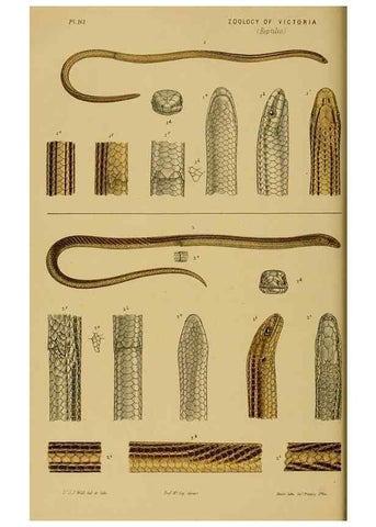 Reproducción/Reproduction 29553317165: Natural history of Victoria.. Melbourne,J.Ferres, government printer;1885-90.