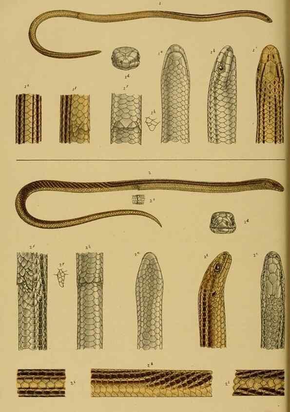 Reproducción/Reproduction 29553317165: Natural history of Victoria.. Melbourne,J.Ferres, government printer;1885-90.