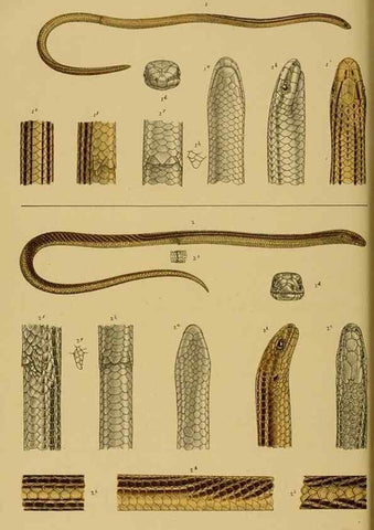 Reproducción/Reproduction 29553317165: Natural history of Victoria.. Melbourne,J.Ferres, government printer;1885-90.