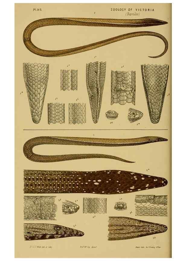 Reproducción/Reproduction 29472845891: Natural history of Victoria.. Melbourne,J.Ferres, government printer;1885-90.