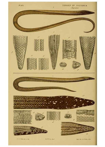 Reproducción/Reproduction 29472845891: Natural history of Victoria.. Melbourne,J.Ferres, government printer;1885-90.