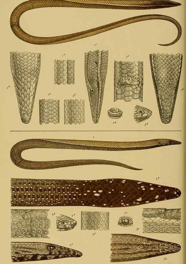 Reproducción/Reproduction 29472845891: Natural history of Victoria.. Melbourne,J.Ferres, government printer;1885-90.