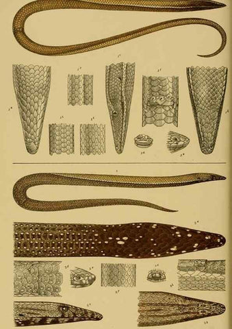 Reproducción/Reproduction 29472845891: Natural history of Victoria.. Melbourne,J.Ferres, government printer;1885-90.