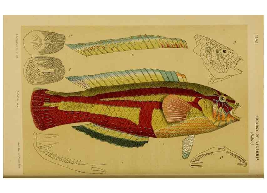 Reproducción/Reproduction 29443876132: Natural history of Victoria.. Melbourne,J.Ferres, government printer;1885-90.
