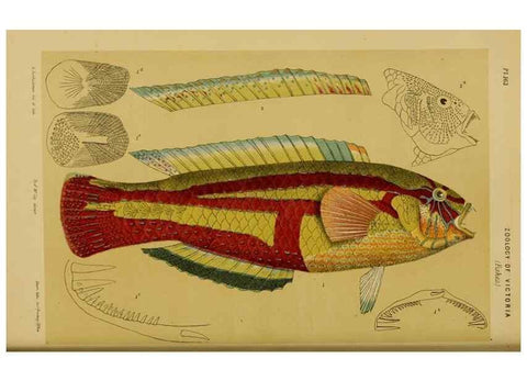 Reproducción/Reproduction 29443876132: Natural history of Victoria.. Melbourne,J.Ferres, government printer;1885-90.