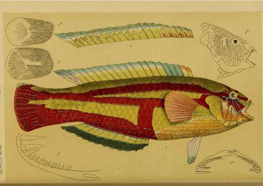 Reproducción/Reproduction 29443876132: Natural history of Victoria.. Melbourne,J.Ferres, government printer;1885-90.