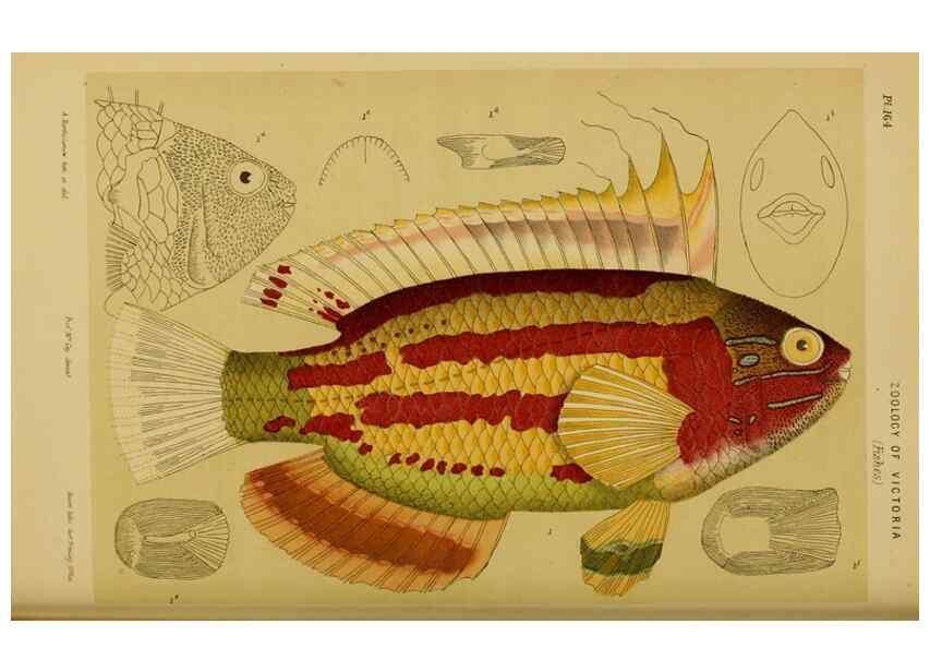Reproducción/Reproduction 29472852631: Natural history of Victoria.. Melbourne,J.Ferres, government printer;1885-90.