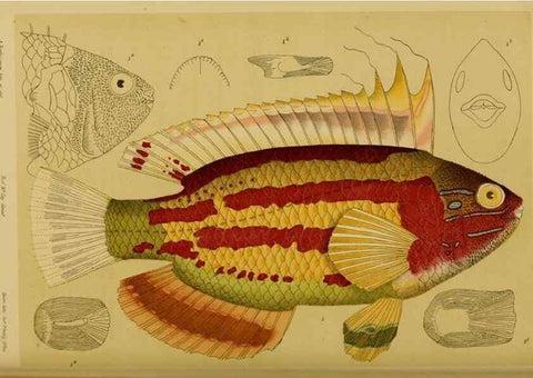 Reproducción/Reproduction 29472852631: Natural history of Victoria.. Melbourne,J.Ferres, government printer;1885-90.