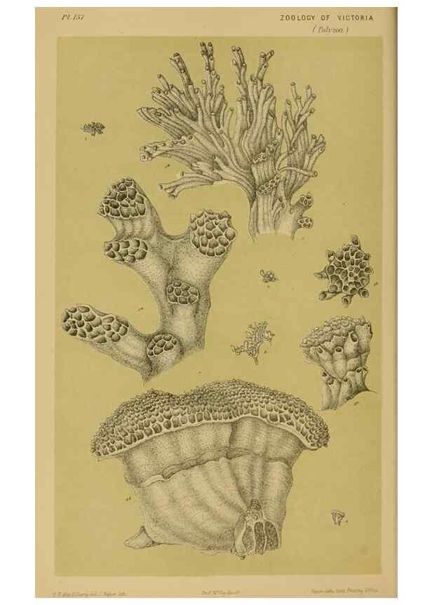 Reproducción/Reproduction 29443857732: Natural history of Victoria.. Melbourne,J.Ferres, government printer;1885-90.