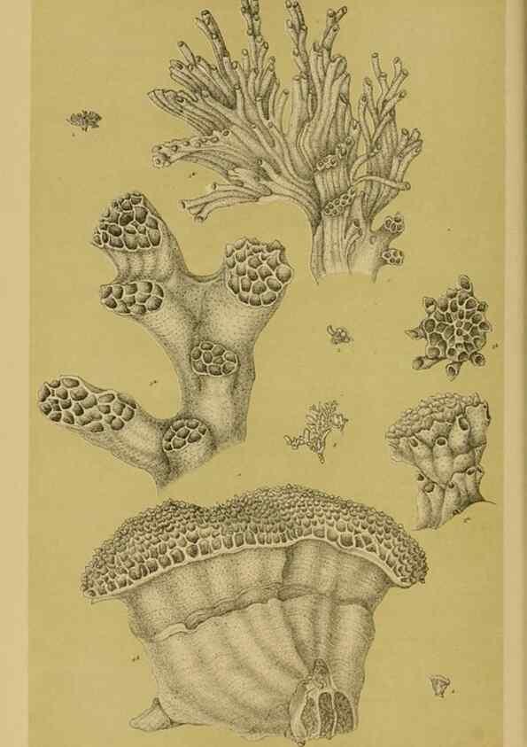 Reproducción/Reproduction 29443857732: Natural history of Victoria.. Melbourne,J.Ferres, government printer;1885-90.