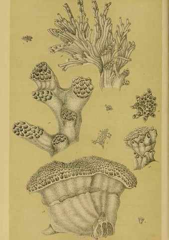 Reproducción/Reproduction 29443857732: Natural history of Victoria.. Melbourne,J.Ferres, government printer;1885-90.