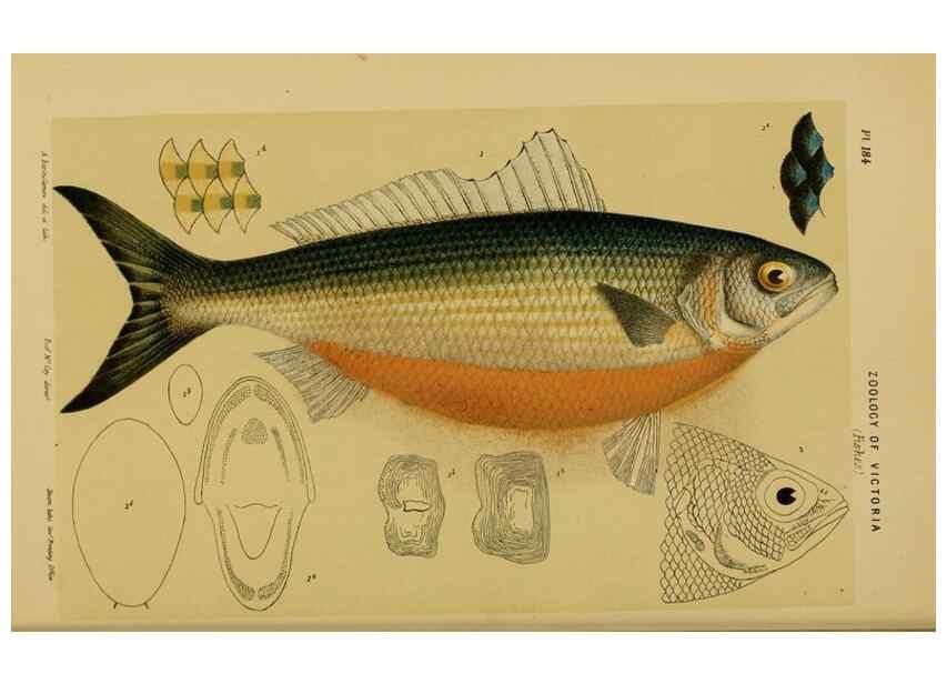 Reproducción/Reproduction 29263415790: Natural history of Victoria.. Melbourne,J.Ferres, government printer;1885-90.