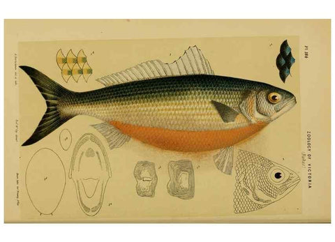 Reproducción/Reproduction 29263415790: Natural history of Victoria.. Melbourne,J.Ferres, government printer;1885-90.