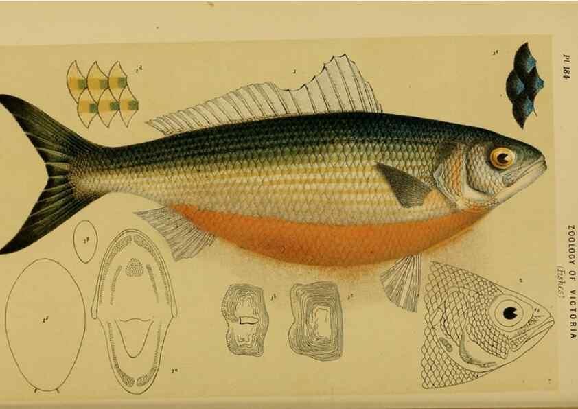 Reproducción/Reproduction 29263415790: Natural history of Victoria.. Melbourne,J.Ferres, government printer;1885-90.