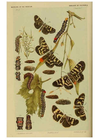 Reproducción/Reproduction 29405703162: Natural history of Victoria.. Melbourne,J.Ferres, government printer;1885-90.