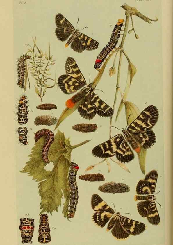 Reproducción/Reproduction 29405703162: Natural history of Victoria.. Melbourne,J.Ferres, government printer;1885-90.