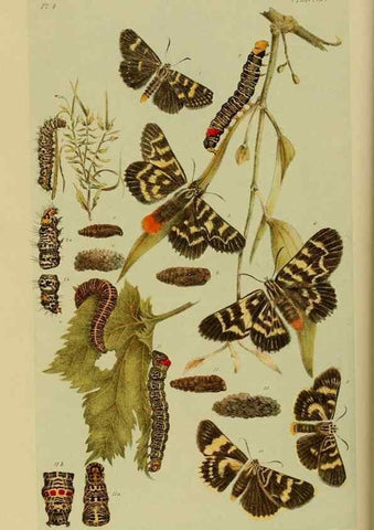 Reproducción/Reproduction 29405703162: Natural history of Victoria.. Melbourne,J.Ferres, government printer;1885-90.