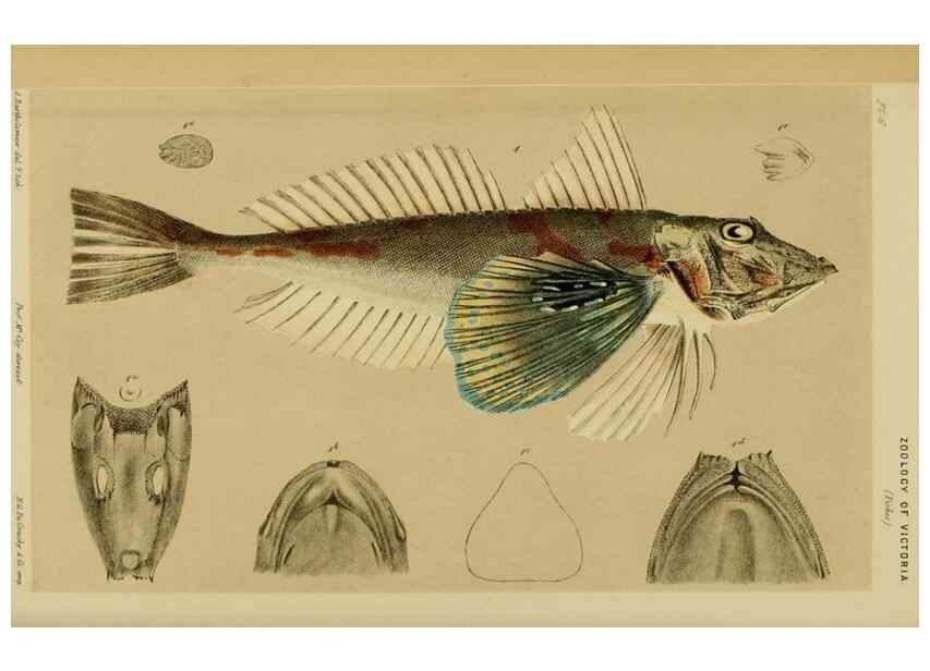 Reproducción/Reproduction 29514348225: Natural history of Victoria.. Melbourne,J.Ferres, government printer;1885-90.