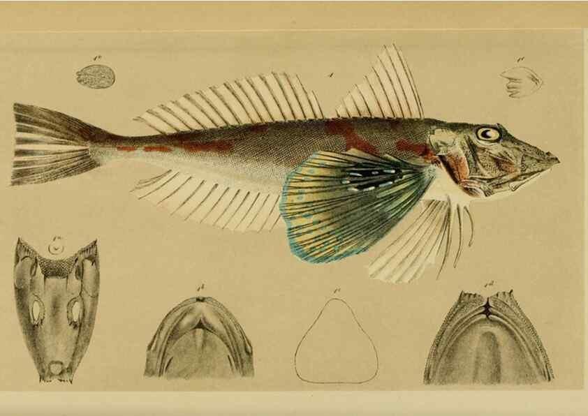 Reproducción/Reproduction 29514348225: Natural history of Victoria.. Melbourne,J.Ferres, government printer;1885-90.