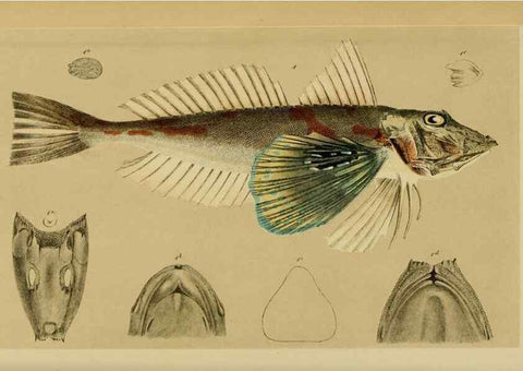 Reproducción/Reproduction 29514348225: Natural history of Victoria.. Melbourne,J.Ferres, government printer;1885-90.
