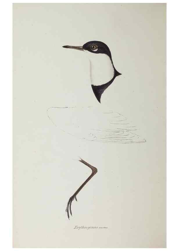Reproducción/Reproduction 28686989623: A synopsis of the birds of Australia, and the adjacent Islands /. London :John Gould,1837.
