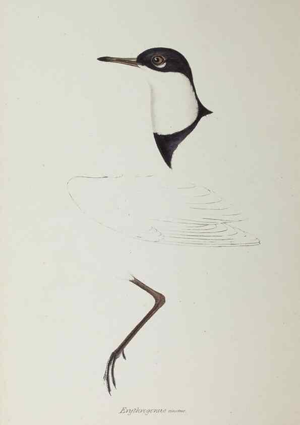 Reproducción/Reproduction 28686989623: A synopsis of the birds of Australia, and the adjacent Islands /. London :John Gould,1837.